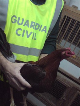 Uno de los gallos de pelea recuperados