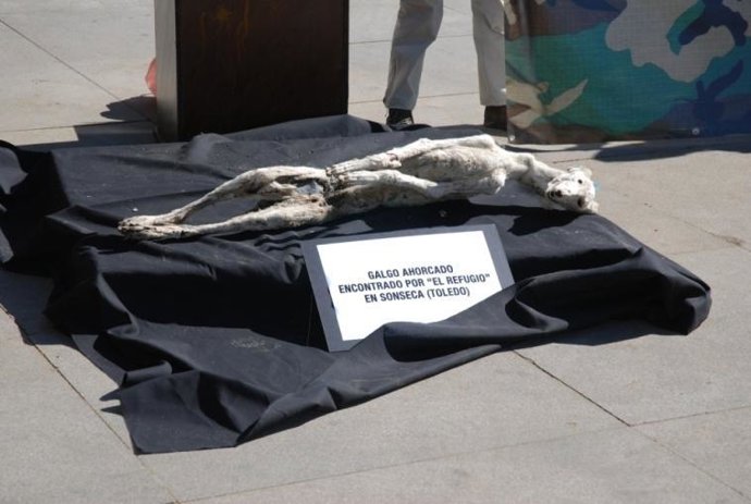 Galga ahorcada en Sonseca (Toledo)
