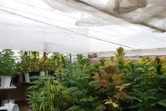 Desarticulado un grupo de 9 personas en Gran Canaria por distribuir sulfato de a