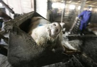 Autoridades sanitarias canadienses encuentran el virus H1N1 en una piara de cerdos