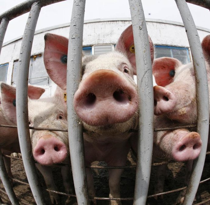 Cerdos nueva gripe