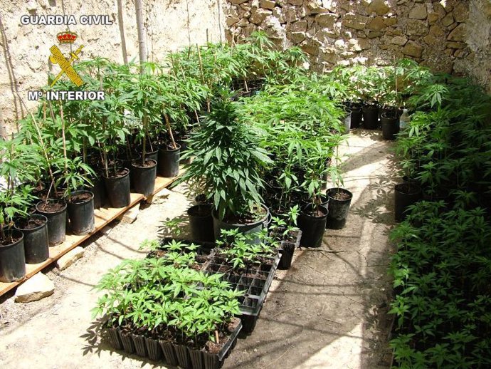 Plantación de marihuana