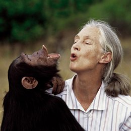 Jane Goodall, gorila en cabárceno, humano