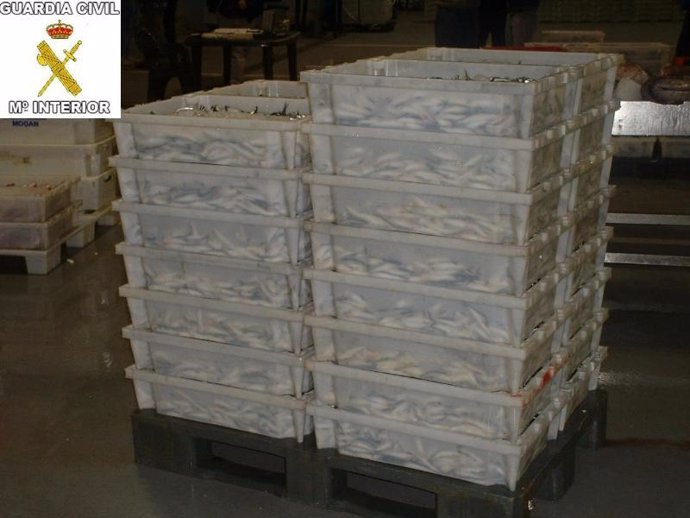 Seprona interviene 300 kilos de sardinas y las entrega a una organización benéfi