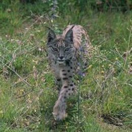 LINCE