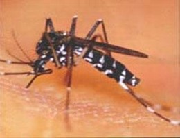 mosquito tigre