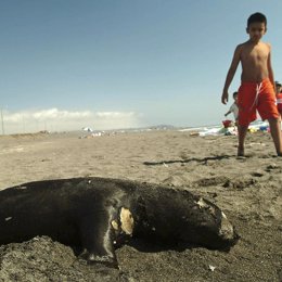 cambio climático león marino playa