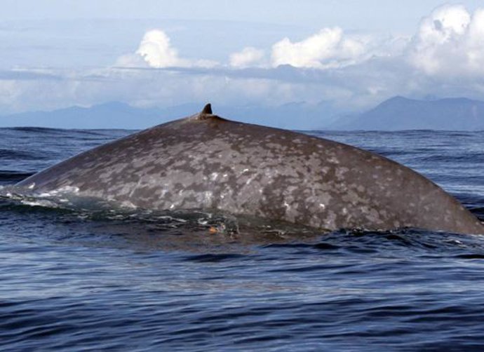 BALLENA AZUL