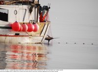 Día Medio Ambiente.-Los mares europeos, de los más dañados del mundo y el 88% de sus recursos pesqueros, sobreexplotados