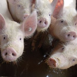 Imagen de cerdos en granjas