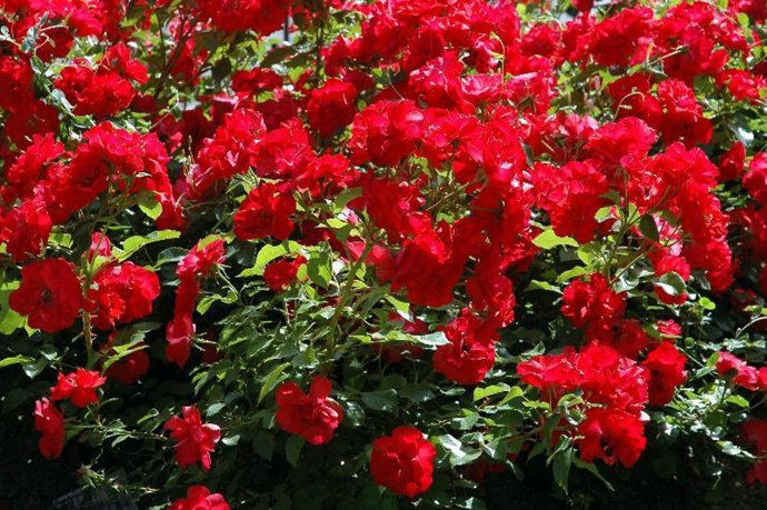 Cada arbusto tiene una característica estética que le hace único.