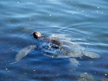 Dos Tortugas Bobas Son Devueltas Al Mar En La Playa Del Puertito De Guimar Tenerife