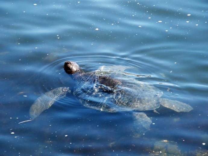 Una de las tortugas devueltas al mar en Güímar (Tenerife)