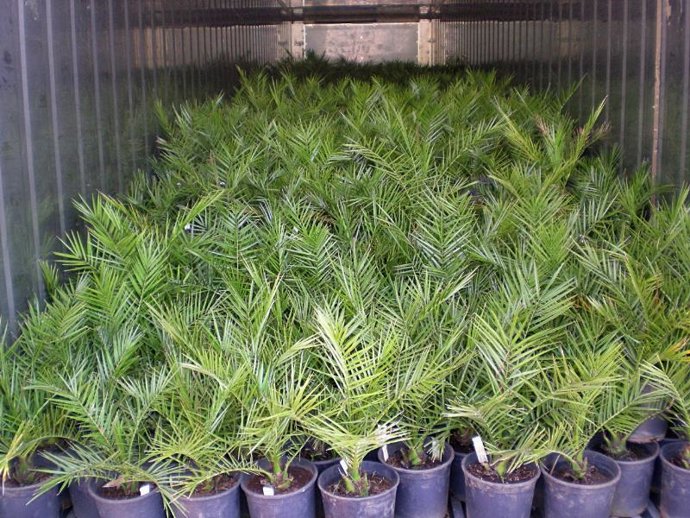 Ejemplares de palmera canaria