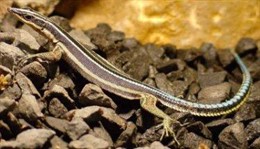 La lagartija africana Holaspis guentheri