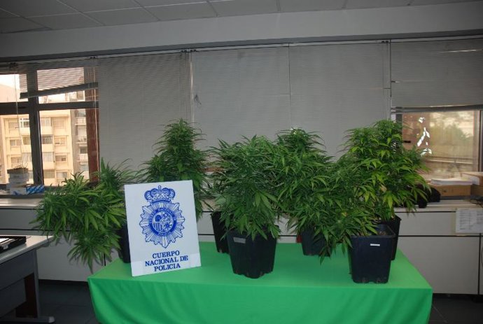La Policía Nacional detiene en la capital grancanaria a una persona por cultivar