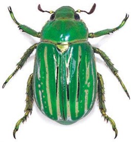 Escarabajo 'Chrysina gloriosa'