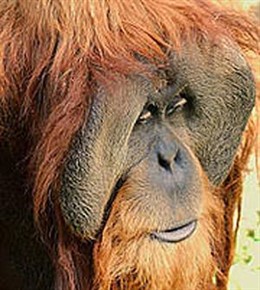 orangután de Sumatra