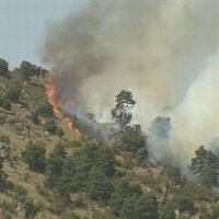 El Gobierno planteará reforestar las áreas quemadas este verano con parte de sus 45 millones de árboles