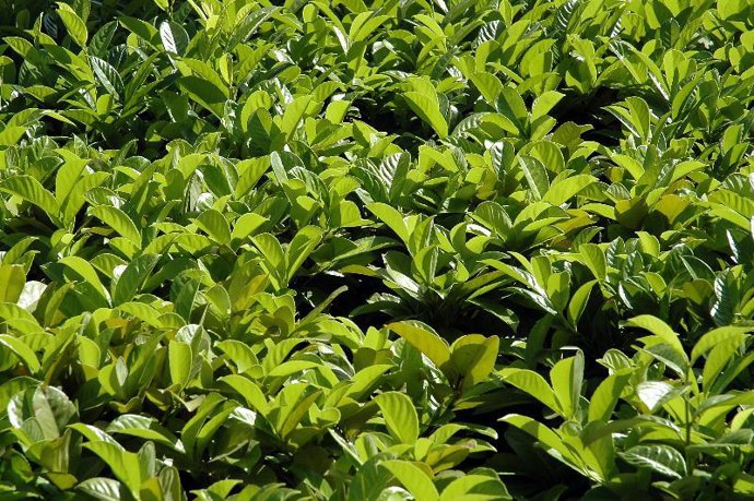 Tenemos que identificar el tipo de maleza de nuestro jardín para combatirlo.