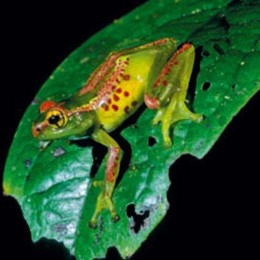 RANA, ANFIBIO