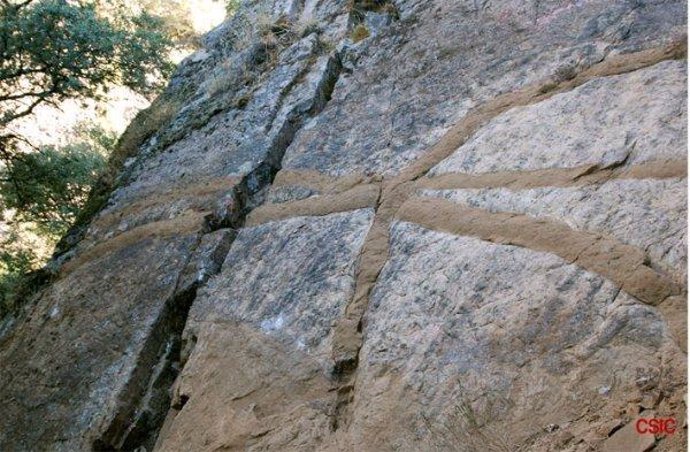 Huellas fósiles de gusanos marinos