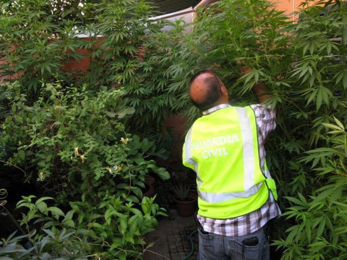 La Guardia Civil retira las plantas incautadas