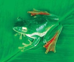 Nueva especie de rana hallada en el Himalaya Oriental