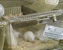 Ratón ratones en el laboratorio
