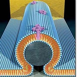 Nanocable biomecánico