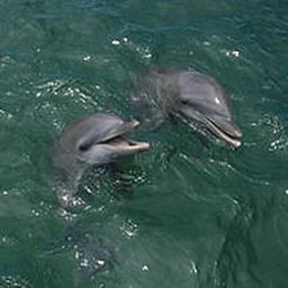 delfin