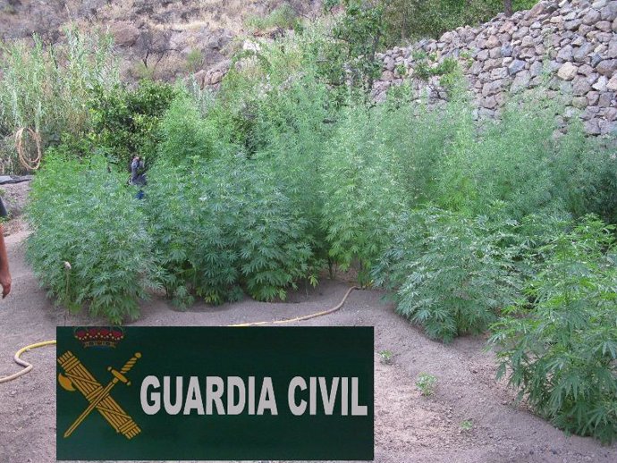 Plantas inacutadas por la Guardia Civil