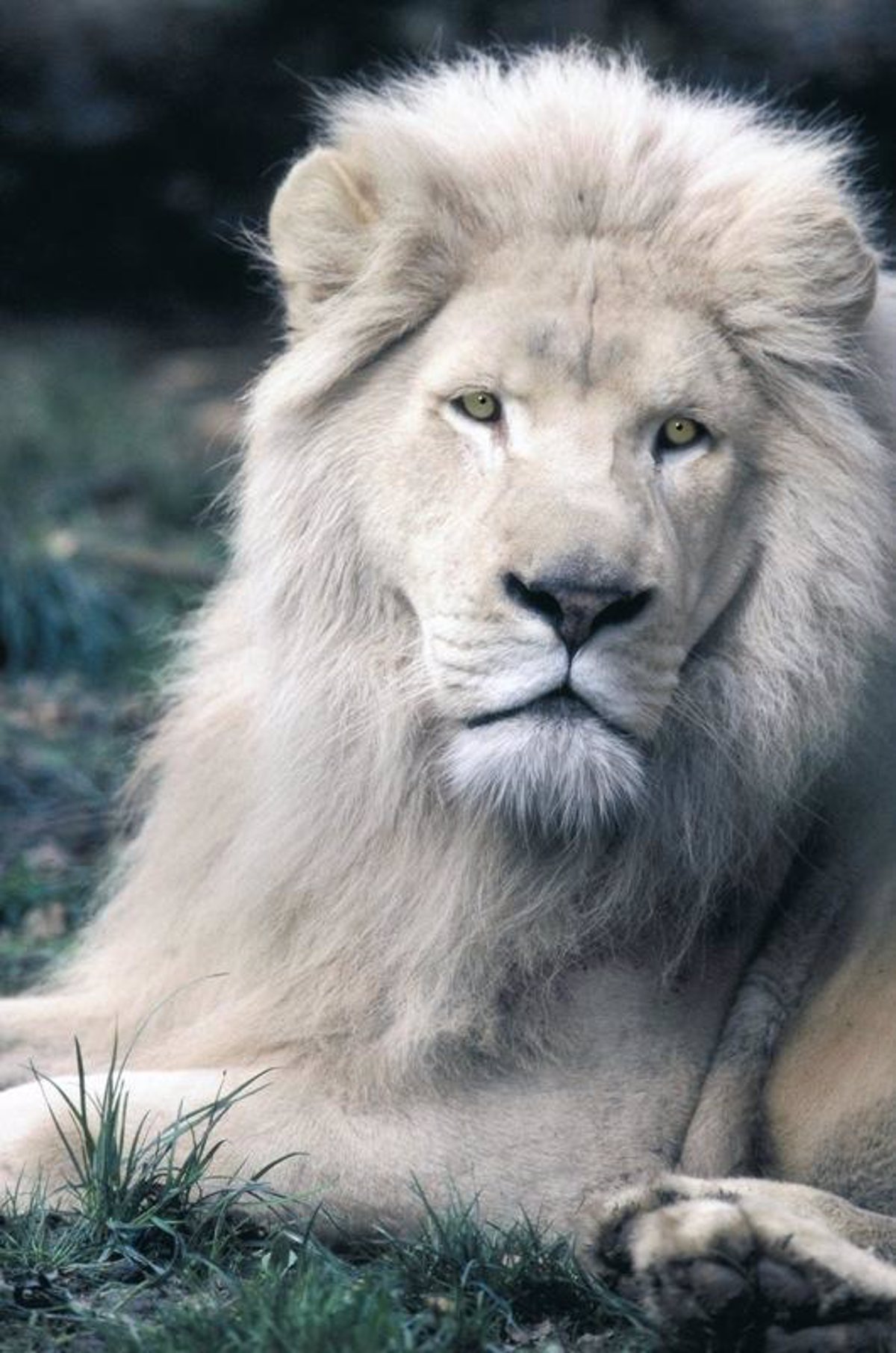 Top 33+ imagen imagenes de leones blancos