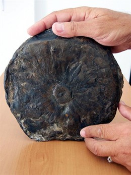 Lepidostrobus, fósil de piña