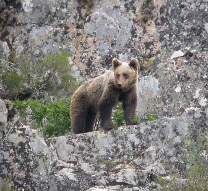 Oso pardo en libertad
