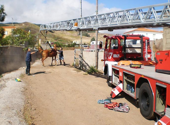 Bomberos de Tenerife rescató a un caballo