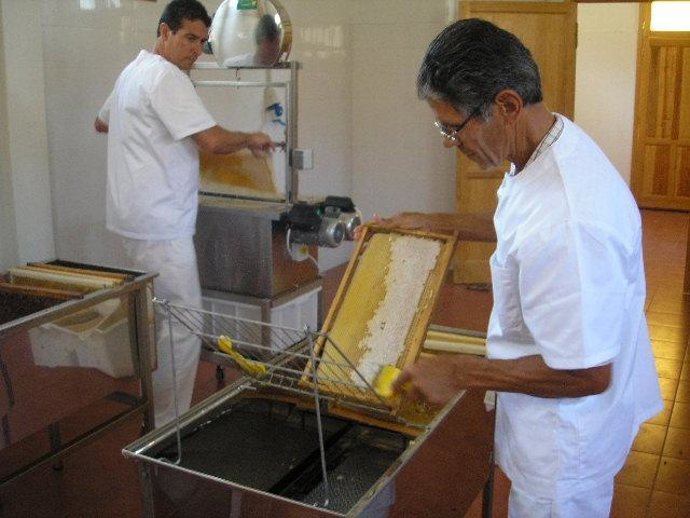 Dos operarios manipulan la miel