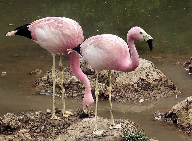 Flamencos