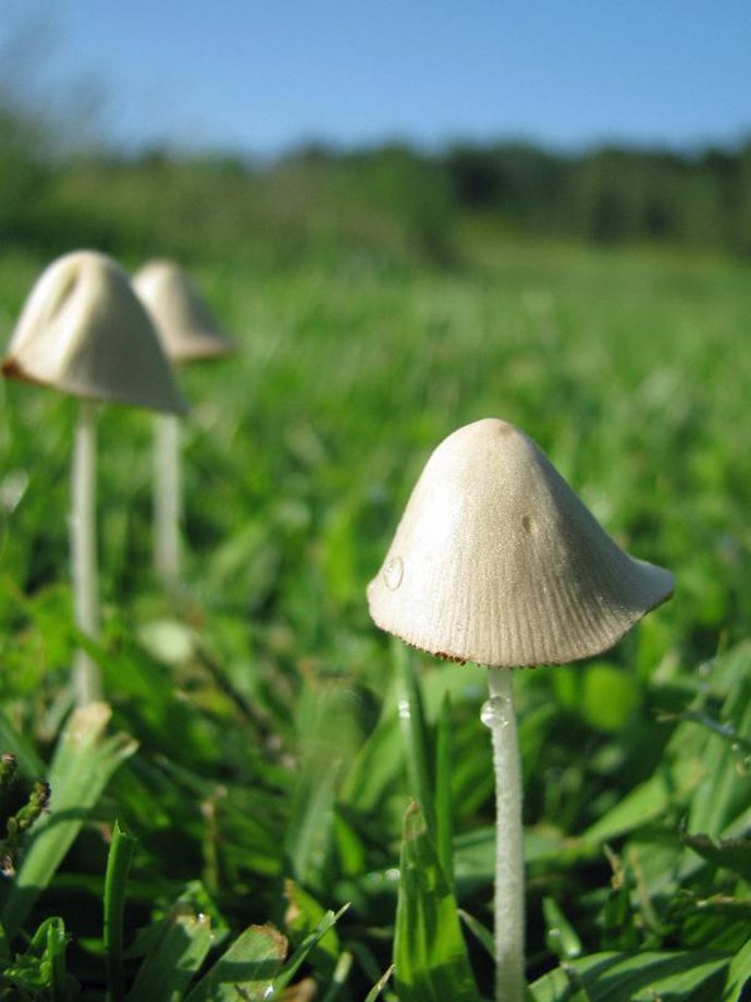 Estamos en temporada de setas.