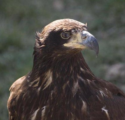 Un águila imperial ibérica 'española', localizada en Portugal