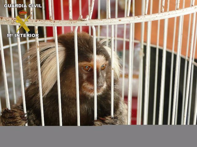 Imagen del primate incautado