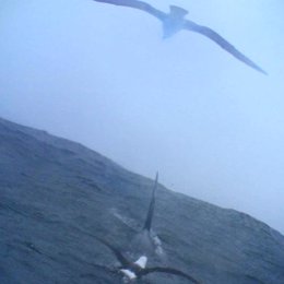 Aves en el mar, albatros, orcas
