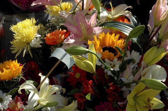 Conocer nuestras plantas nos ayuda a cuidarlas mejor.