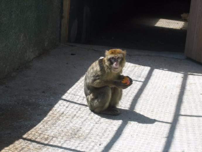 El macaco depositado en Peña Escrita