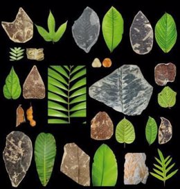 restos fósiles bosque neotropical
