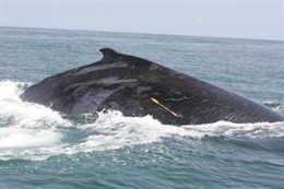Ballena jorobada