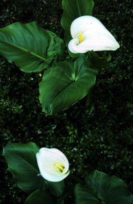 Recuerda: mejor plantas jóvenes, pequeñas y compactas.