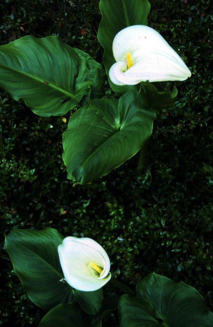 Recuerda: mejor plantas jóvenes, pequeñas y compactas.