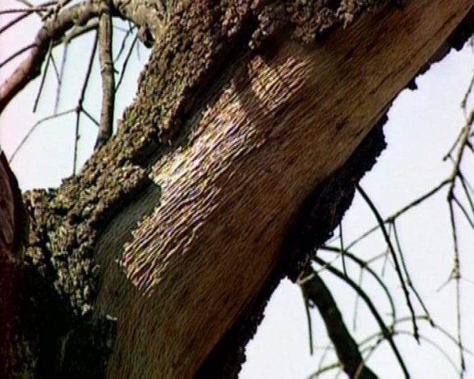 Imagen de una encina en Extremadura