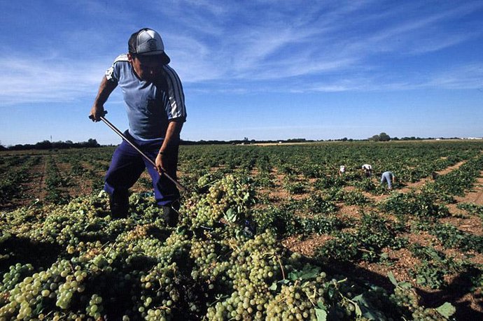 Vendimiador en LaMancha.